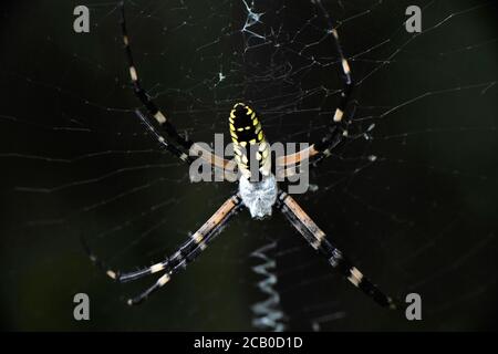 Goldener Seide orb-Weber oder Banane Spider Stockfoto