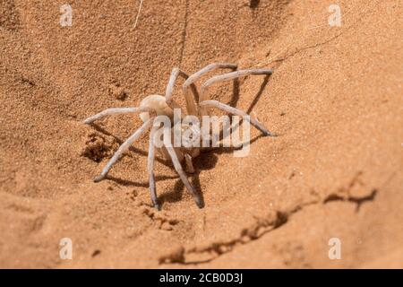 Dancing White Lady Spider fotografiert in den namibischen Sanddünen Stockfoto