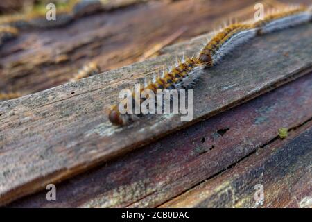 Thaumetopoea pinivora, der östliche Kiefernprozessionar, der auf der Rinde des Kiefernbaumes geht. Stockfoto