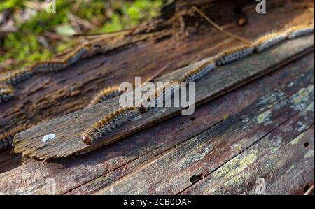 Thaumetopoea pinivora, der östliche Kiefernprozessionar, der auf der Rinde des Kiefernbaumes geht. Stockfoto