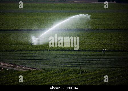 Bad Krozingen, Deutschland. August 2020. Eine Sprinkleranlage bewässert ein Feld. Aufgrund der hohen Temperaturen und der anhaltenden Dürre erlebt Deutschland derzeit eine historische Dürreperiode. Quelle: Philipp von Ditfurth/dpa/Alamy Live News Stockfoto