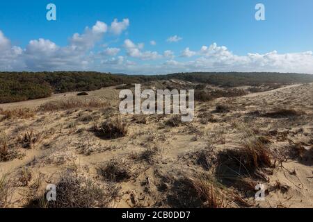 Sandiger natürlicher leerer Strand mit Dünen und Kiefernwald in der Nähe von Lacanau in Frankreich. Stockfoto