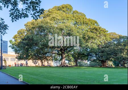 Sydney NSW Australien 06.Juni 2020 - Big Fig Tree Top im Domain Park an einem sonnigen Winternachmittag Stockfoto