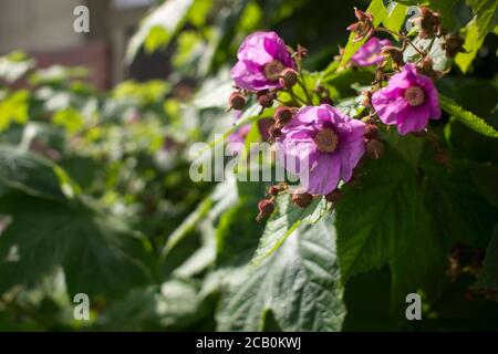 Blühender dekorativer Himbeerbusch, rosa Blüten auf einem Hintergrund von grünem Laub. Stockfoto