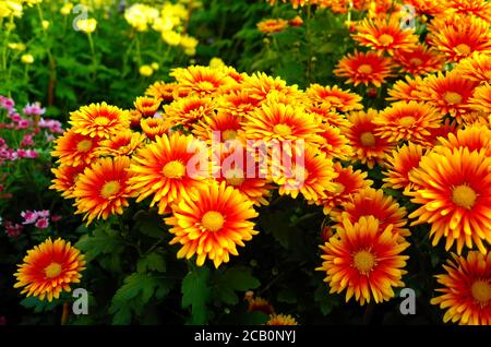 gelbe Blumen im Garten Stockfoto