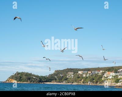 Sydney NSW Australien 28. Mai 2020 - Möwen fliegen an Manly Beach an einem sonnigen Herbstnachmittag Stockfoto