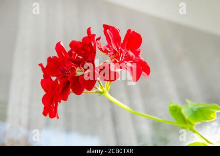 Geranium korallenrot. Pelargonium. Blumenbeet. Gartenpflanzen. Schöner Blütenstand. Grüne Blätter. Stockfoto