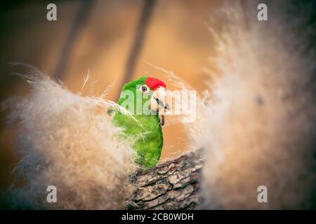 Der Cordillerasittich Psittacara frontatus Porträt im Nachmittagslicht. Südamerikanischer Papagei mit roter Stirn auf einem Ast sitzend. Das beste p Stockfoto