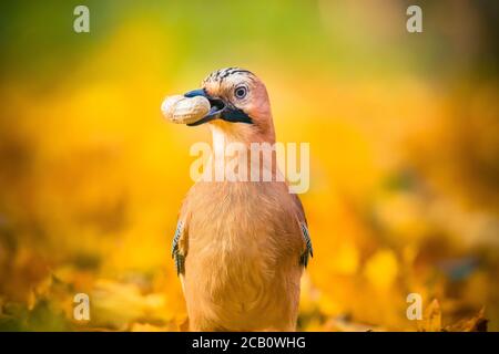 Eurasian jay Garrulus glandiarus mit einer Walnuss, Tierwelt Landschaft, Tschechisch, das beste Foto Stockfoto