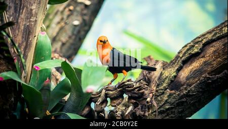 Scharlachköpfiger Schwarzvogel, Amblyramphos holosericeus, schwarzer Vogel mit orangerotem Kopf im tropischen Dschungelwald. Amsel sitzt auf dem Baum mit g Stockfoto