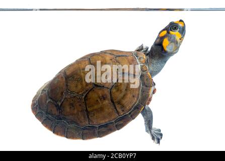 Die gelbgefleckte Amazonas-Flussschildkröte oder die gelbgefleckte Flussschildkröte (Podocnemis unifilis) ist eine der größten südamerikanischen Flussschildkröten. Stockfoto