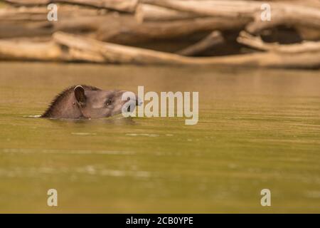 Südamerikanischer Tapir (Tapirus terrestris), der den Guayabero-Fluss überquert, Macarena, Kolumbien Stockfoto