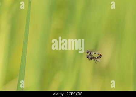 Paar Schwebfliegen, auch Blumenfliegen oder Syrphid Fliegen genannt, Paarung im Flug in der Nähe eines Reisfeldes. Ibague, Tolima, Kolumbien. Stockfoto