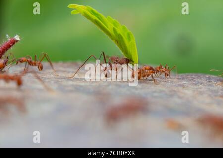 Blattschneiderameisen der Gattung Atta, die in der Lage sind, das zwanzigfache ihres Körpergewichts zu tragen und frische Vegetation (in diesem Fall Blätter) zu schneiden und zu verarbeiten Stockfoto