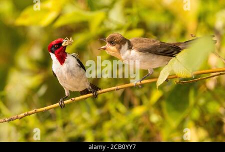 Rotkardinal (Paroaria gularis), der seine Jungen mit einer Spinne füttert, Casanare, Kolumbien Stockfoto