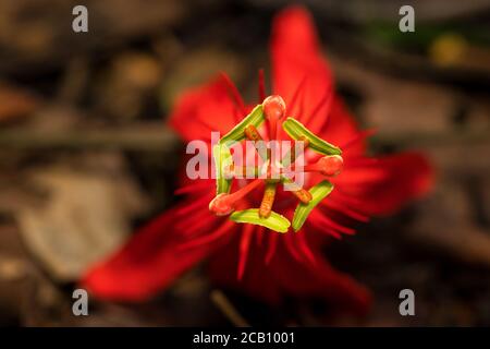 Passiflora coccinea (gemeinsame Namen scharlachrote Passionsblume, rote Passionsblume) ist eine schnell wachsende Rebe. Die Rebe stammt aus Nord-Südamerika. Stockfoto