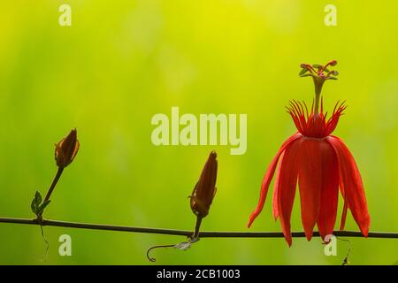 Passiflora coccinea (gemeinsame Namen scharlachrote Passionsblume, rote Passionsblume) ist eine schnell wachsende Rebe. Die Rebe stammt aus Nord-Südamerika. Stockfoto