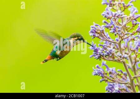 Weißbauchstern (Chaetocercus mulsant), der sich an einer Cornutia odorata Blume ernährt. Icononzo, Tolima, Kolumbien Stockfoto