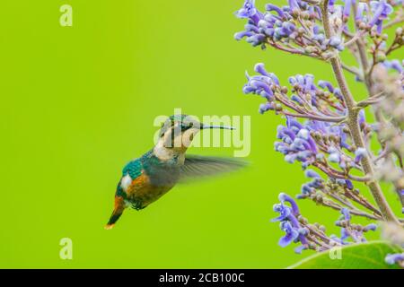 Weißbauchstern (Chaetocercus mulsant), der sich an einer Cornutia odorata Blume ernährt. Icononzo, Tolima, Kolumbien Stockfoto