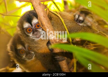 Nachtaffen, auch als Eulenaffen oder Douroucoulis bekannt, sind die Mitglieder der Gattung Aotus of New World Affen (monotypisch in der Familie Aotidae). ICH Stockfoto