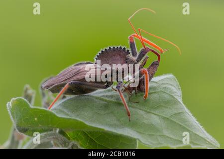 Wheel Bug (Arilus cristatus) ist eine Art von großen Assassinwanze in der Familie Reduviidae. Radfehler initiieren die Prädation, indem sie den greifen und anheften Stockfoto