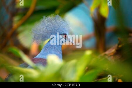 Südliche Krontaube Goura scheepmakeri sclateri. Wildvogel. Zoo Prag. Das beste Foto. Stockfoto