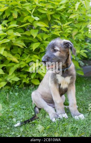 Ein schöner zwei-Monate-Old beige grau irish Wolfhound im Kopf in einem Garten.Irish Wolfhound Welpen ruhen in der Natur. Sonniges Wetter.Portrait Lustiger Hund Stockfoto