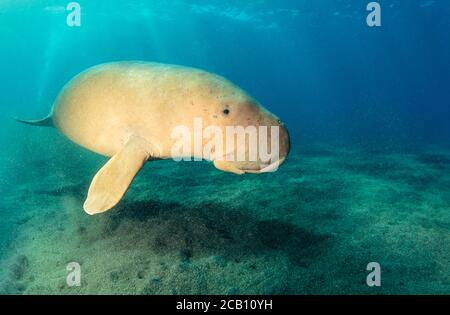 Ein Dugong, Dugong Dugon, über einem sandigen Schlammboden, Indonesien. Stockfoto