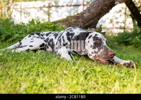 Junge, schöne labrador dalmatinischen Hund spielt mit einem Stick.Portrait von braun und weiß dalmatinischen Hund Rasse liegt auf einem Rasen, Wiese.Welpen ruhen Stockfoto