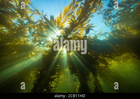 Sonnenlicht, das durch einen Wald von Riesenkelp, Macrocystis pyrifera, in Richtung der Oberfläche vor Santa Barbara Island, Kalifornien, USA, strömt. Pazifik. Stockfoto