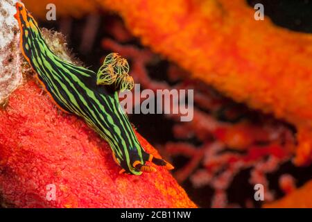 Grüner Neon Nudibranch, Nembrotha, Kubaryana, grüner und orangefarbener Nudibranch, Indonesien. Stockfoto