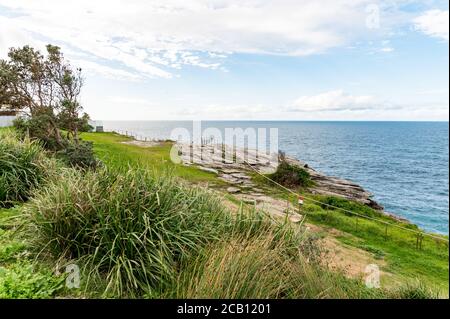 Sydney NSW Australien - 27. Mai 2020 - Blick auf Einheimische Pflanzen wachsen auf einer Sandsteinklippe in Vaucluse und Der Hintergrund des Ozeans verschwimmt Stockfoto