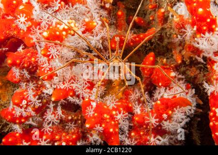 Die gelbe Pfeilkrabbe, Stenorhynchus seticornis, ist in der Karibik und an den Riffen in Florida, wo dieses Bild aufgenommen wurde, reichlich vorhanden. Stockfoto