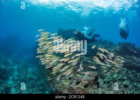 Taucher (MR) und Schwärme-Gelbflossen-Ziegenfisch, Mulloidichthys vanicolensis, schweben über dem Riff, Hawaii. Stockfoto