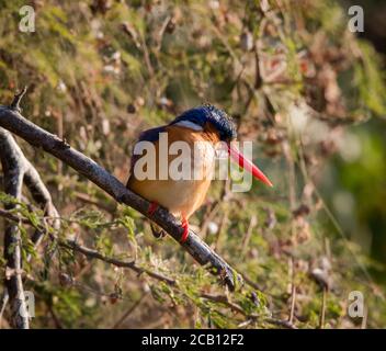 Malachit Eisvogel sitzt auf Stamm Blick über das Wasser suchen Für Fische oder Insekten zu fangen Stockfoto