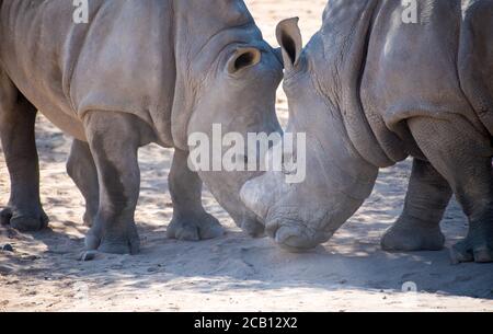 Nashorn-Jungtiere in verspielter Stimmung mit dem Kopf daneben Einander Stockfoto