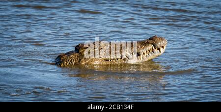 Krokodil im Wasser, wobei nur der Kopf heraussteht und Große Zähne und grünes Auge Stockfoto