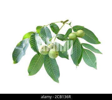 Zweig mit Blättern und grünen Walnüssen (Juglans regia, persische Walnuss, englische Walnuss, Circassian Walnuss). Isolierter weißer Hintergrund Stockfoto