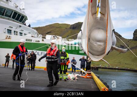 Das Sea Life Trust Team bringt den Beluga Whale Little Grey während des Transfers zum Bayside-Pflegebecken von einem Lastwagen in ein Schlepper, um sich in die natürliche Umgebung ihres neuen Heims im Freiwasserschutzgebiet in der Klettsvik Bay in Island zu akklimatisieren. Die beiden Beluga-Wale, Little Grey und Little White genannt, werden nach der Reise von einem 6,000 Meilen entfernten Aquarium in China im Juni 2019 in das erste Freiwasser-Walschutzgebiet der Welt gebracht. Stockfoto