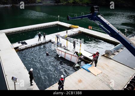 Das Sea Life Trust Team bringt den Beluga Whale Little White während des Transfers vom Schlepper zum Bayside-Pflegebecken, wo sie sich in die natürliche Umgebung ihres neuen Heims im Freiwasserschutzgebiet in der Klettsvik Bay in Island eingewöhnen. Die beiden Beluga-Wale, Little Grey und Little White genannt, werden nach der Reise von einem 6,000 Meilen entfernten Aquarium in China im Juni 2019 in das erste Freiwasser-Walschutzgebiet der Welt gebracht. Stockfoto