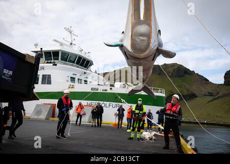 Das Sea Life Trust Team bringt den Beluga Whale Little Grey während des Transfers zum Bayside-Pflegebecken von einem Lastwagen in ein Schlepper, um sich in die natürliche Umgebung ihres neuen Heims im Freiwasserschutzgebiet in der Klettsvik Bay in Island zu akklimatisieren. Die beiden Beluga-Wale, Little Grey und Little White genannt, werden nach der Reise von einem 6,000 Meilen entfernten Aquarium in China im Juni 2019 in das erste Freiwasser-Walschutzgebiet der Welt gebracht. Stockfoto