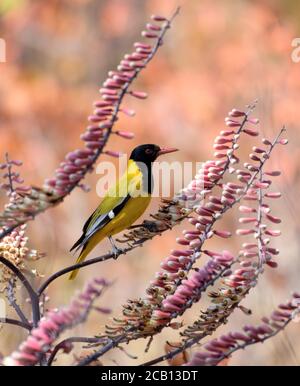 Schwarzer Kopf Oriol sitzt auf rosa Aloe Blume Stockfoto