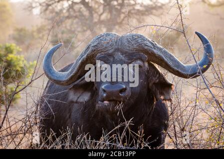 Großer alter Büffel Stier Portrait Bild mit ihm Fütterung und Rasen, während man zwischen trockenen Büschen steht Stockfoto