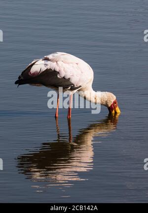 Gelber Storch mit seinem langen Schnabel im Wasser Und seine Spiegelung, die auf das Wasser wirft Stockfoto