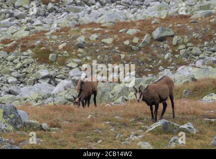 Gruppe von Chamoisen grasen auf Herbst felsigen Wiese. Die Tatra-Gämse, Rupicapra rupicapra tatrica , hohe tatra Berg, Slowakei. Stockfoto