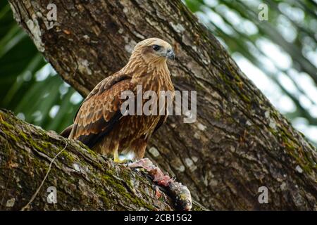 Adler essen zu Mittag Stockfoto