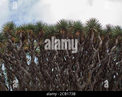 Baumkrone Detail des alten El drago berühmten Millenario Riese 2000 Jahre alter Draceana Baum in Icod de los vinos Teneriffa Insel Spanien Stockfoto