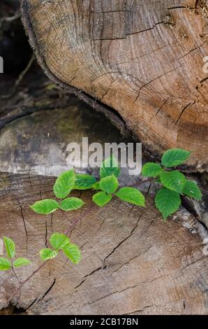 Nahaufnahme des Querschnitts eines Baumstammes mit rubus, Brombeerblätter im Wald, Holzstruktur und Muster von gefällten Bäumen Stockfoto