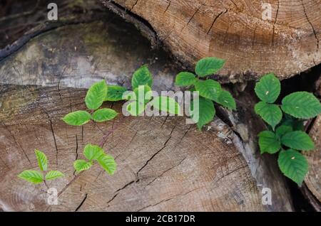 Nahaufnahme des Querschnitts eines Baumstammes mit rubus, Brombeerblätter im Wald, Holzstruktur und Muster von gefällten Bäumen Stockfoto