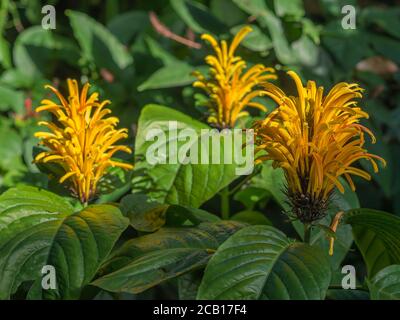 Nahaufnahme Makrogruppe der blühenden gelben Blume brasilianischen Pflaume - Justicia aurea umbrosa oder gelb jacobinia selektiven Fokus grün Hintergrund Stockfoto